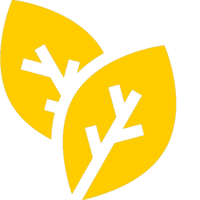 Two yellow tobacco leaves