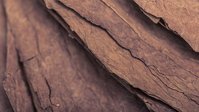 Close up of tobacco leaves