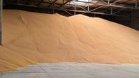 Corn stored in a warehouse