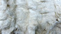 Close up of cotton